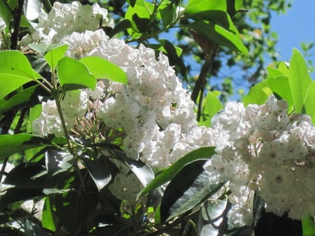 Flowers on a Bush - flowers, bush, forest