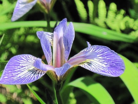 Iris - flower, iris