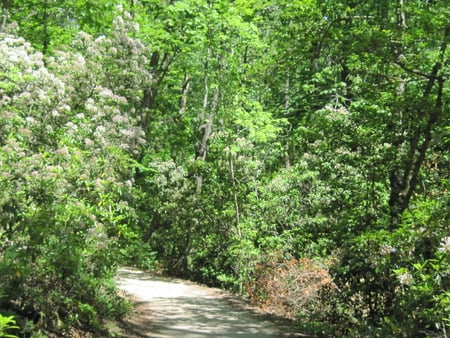 Trail in Park - trail, trees, forest