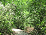 Trail in Park