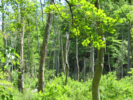 Calvert Cliffs State Park - trees, forest, park