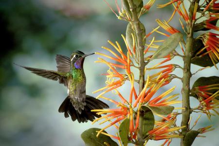 Hummingbird - bird, animal, flower, hummingbird