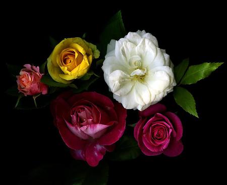 Roses - nature, flowers, roses