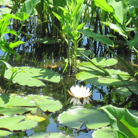 Flower in Middle of Lily Pads