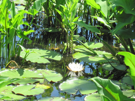 Flower in Middle of Lily Pads - plants, flower, pond, lily pads