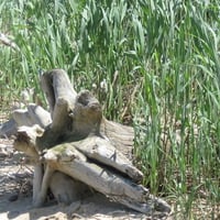 Piece of Wood on Beach