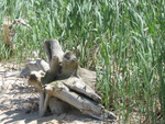 Piece of Wood on Beach