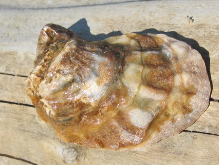 Mollusk Shell - shell, beach