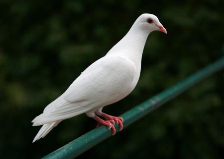 Dove - dove, animal, trees, bird