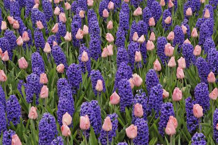 Flowers - flowers, hyacinths, nature, tulips