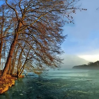 Magic Tree on the Ice Lake