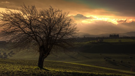 the old  - forest, nature