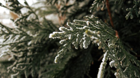 branch - forest, nature, branch