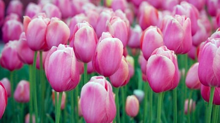 tulips - flowers, nature, tulips