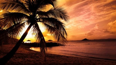 palm trees in sunset - nature, palm trees, sunset