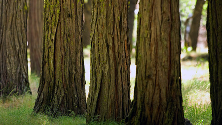 trees - forest, trees, nature