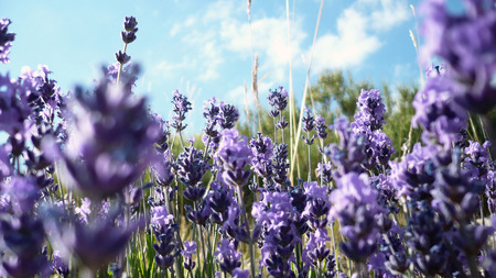 flowers_ - nature, flowers