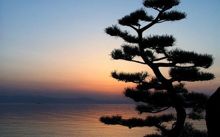 biwako - tree, biwako, nature