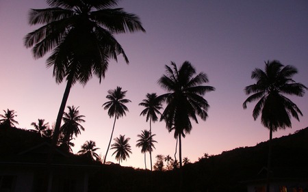 twilight palms - nature, twilight palms