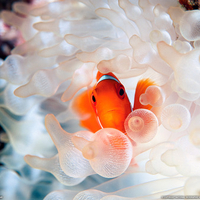 Clownfish and Bubble-Tipped Anemone