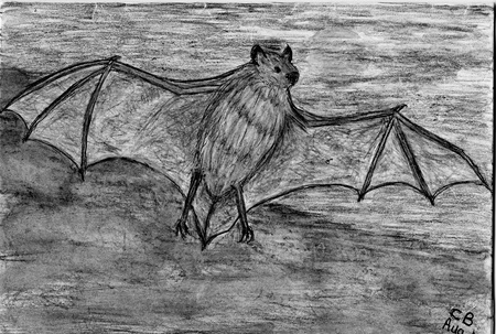 A drawing of a Bat. - bat, black, drawing