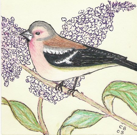  Chaffinch in the buddiela bush. - summer, bird, flowers, drawing, green