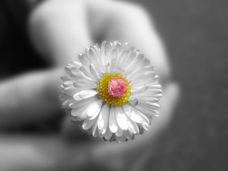 flower - hands, daisy, macro, flower