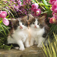 Come little kitty