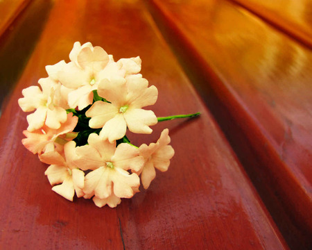 Forgotten flowers - flowers, zavaidoc, nature