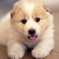 Cute Puppy