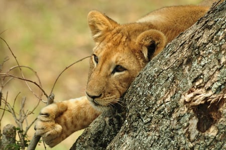 Friendly? - bark, lion, female, cat, branch, wild, tree