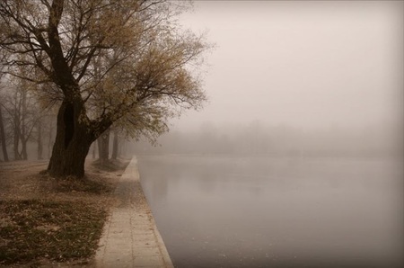 Fog - fog, sidewalk, lake, grass, death, tree