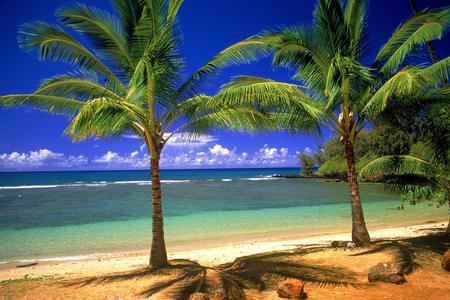 shore - shore, beach, hot, palm trees, sea, sand