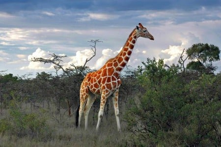 Giraffe - picture, giraffe, cool