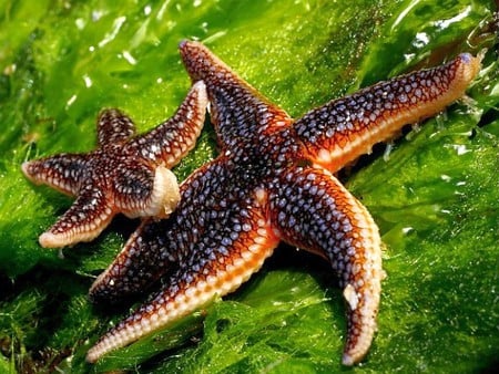 Star Fish - picture, star fish, beautiful