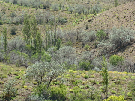 nature - nature, iran, kerman