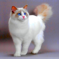 LOVELY KITTY