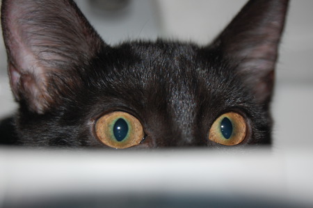 Cat Eyes From The Sink - black, kitten, cute, eyes, adorable, sink, bathroom, cat