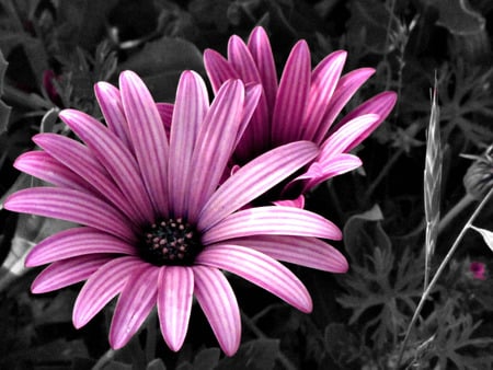 Pink Flowers - flowers, blackandwhite, pink