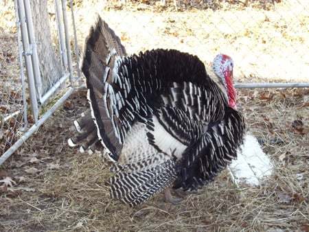 Our Male Turkey - puffed out turkey, turkey, male turkey