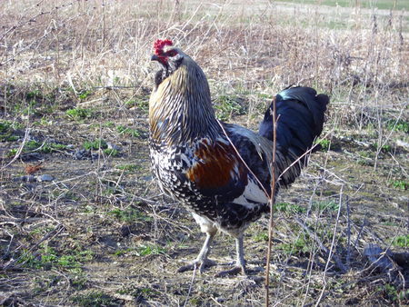 Our Rooster - chickens, rooster, farm, crowing