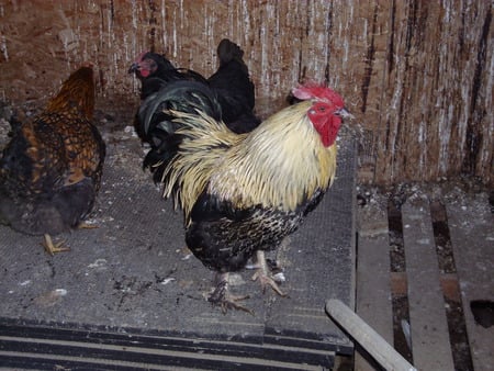 Our Rooster - chickens, rooster, farm, crowing