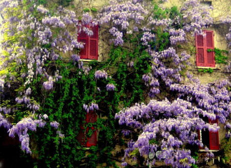 Wisteria Cottage - flowers, house, purple wisteria, ivy, red shutters, wisteria, cottage