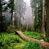 Fallen Nurse Log Redwood 