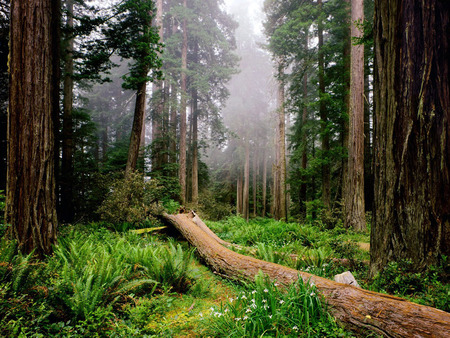 Fallen Nurse Log Redwood  - nature, redwood, forest, trees