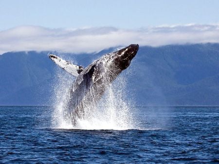 Humpback Whale - jumping, whale, ocean