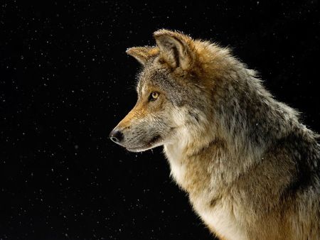 Mexican Grey Wolf - endangered, subspecies