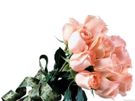 Boquet Roses. jpg - boquet, roses, petals, pink, ribbion