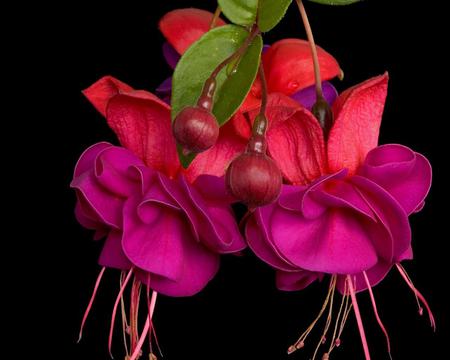 Fushia. jpg - red, purple, pink, fushia, flowers