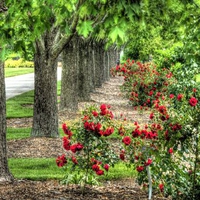 Roses at Ault Park